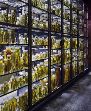 Gegenw&auml;rtige Aufbewahrung der Nasssammlung ab 2010: Sammlungssaal im Erdgeschoss des Museums f&uuml;r Naturkunde