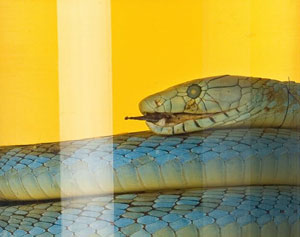 Mamba im Glas: Von einer Expedition nach S&uuml;d-Kamerun um 1906 stammt diese afrikanische Giftnatter aus der Nass-Sammlung des Berliner Naturkundemuseums