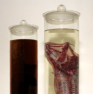 Vorher-Nachher-Vergleich eines Pr&auml;parates. Die Bearbeitung hat hier das sehr wertvolle und anschauliche Fischpr&auml;parate (Alicarinrot-F&auml;rbung der Knochen) wieder sehr sch&ouml;n hervorgebracht.